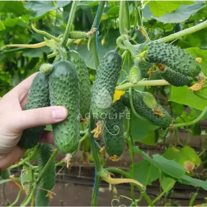 Madrilene / Мадрілен