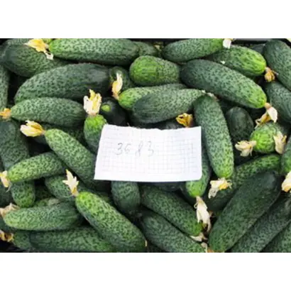 Maresa / Мареса