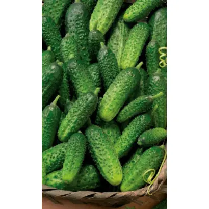 Marinda F1 / Маринда F1