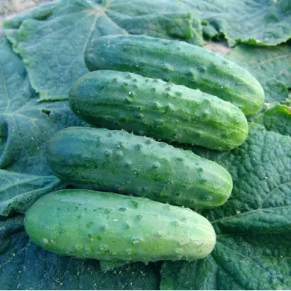 Marieta / Марієта