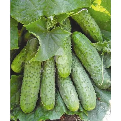 Masha F1 / Маша F1