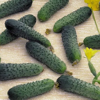 Merengue F1 (RX 03301930) / Меренга F1