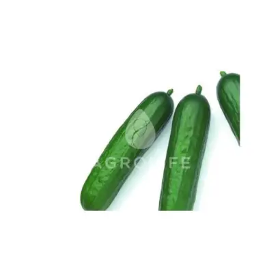 Mertus F1 / Мертус F1