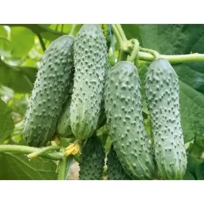 Mirabelle F1 / Мирабелл F1