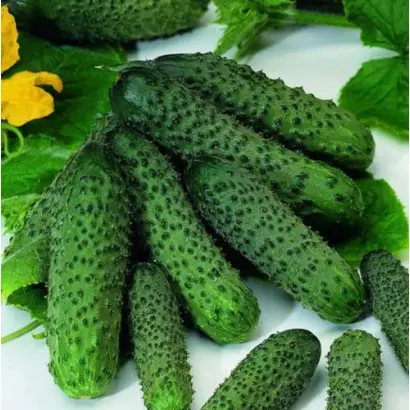 Monisia / Монісія