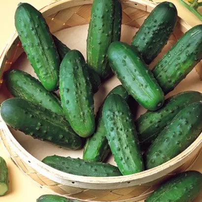 Natasja F1 / Наташа F1