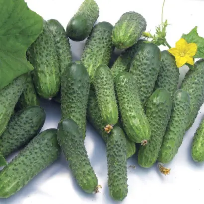 Neilina / Нейліна