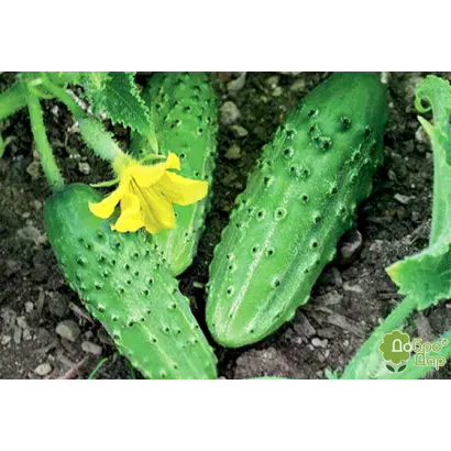 Ніжинський дар