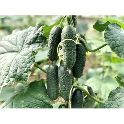 Ninja / Ніндзя