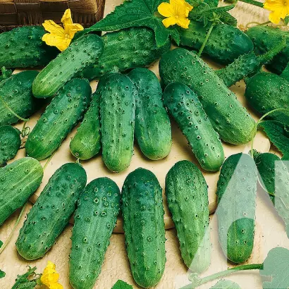 PARISKI CORNISON / Паризький корнішон