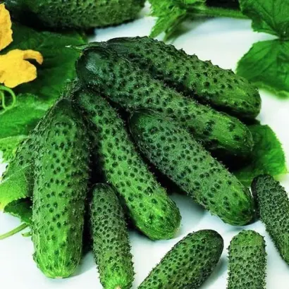 Pasalimo F1 / Пасалімо F1