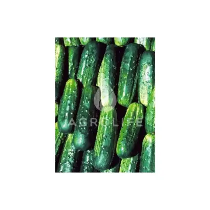 Potomak F1 / Потомак F1