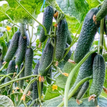 Primero / Прімеро