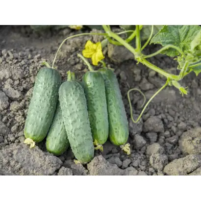 Prolix / Пролікс