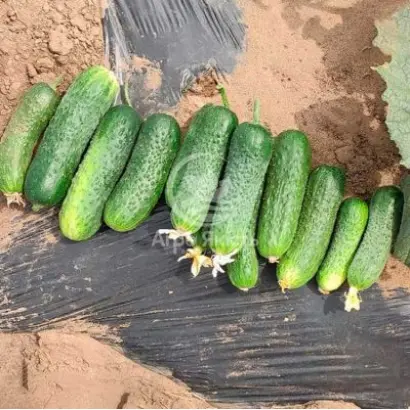 Proscore / Проскор