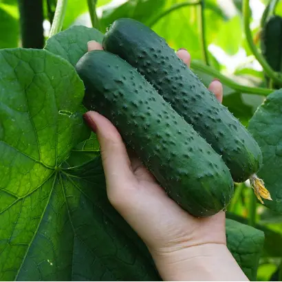 Runtor / Рантор