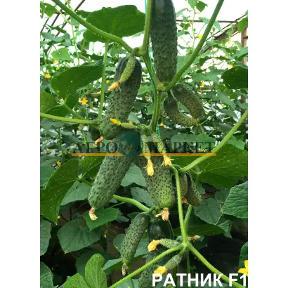 Ratnik / Ратник