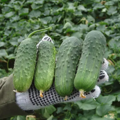 Regal F1 / Регаль F1