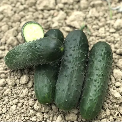 Romolo / Ромоло