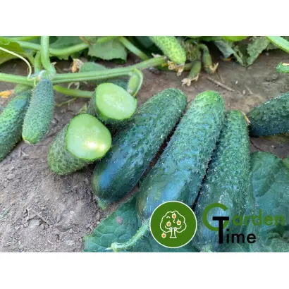 Rubinstein / Рубінштейн