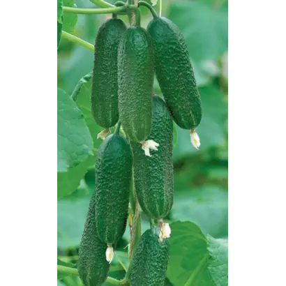 Самородок F1