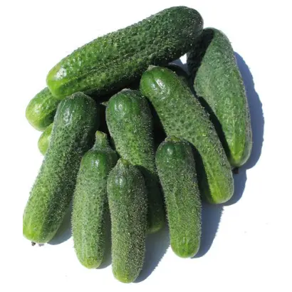 Szatmar / Сатмар