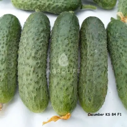 Satomi / Сатомі