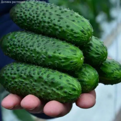 SV4097CV / СВ4097ЦВ