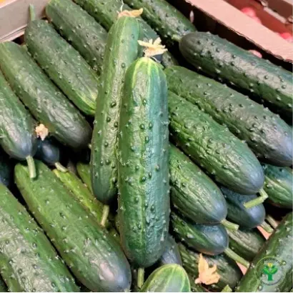 Svyatogor / Святогор