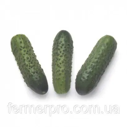 Sonate F1 / Соната F1