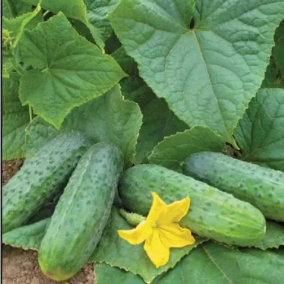 Sparta / Спарта