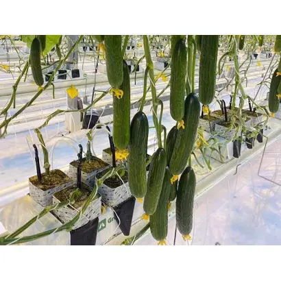 Sultanit / Султаніт