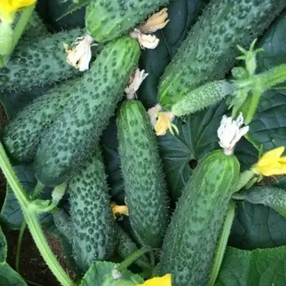 Titanik / Титанік