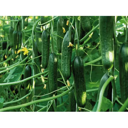 Tristan / Тристан