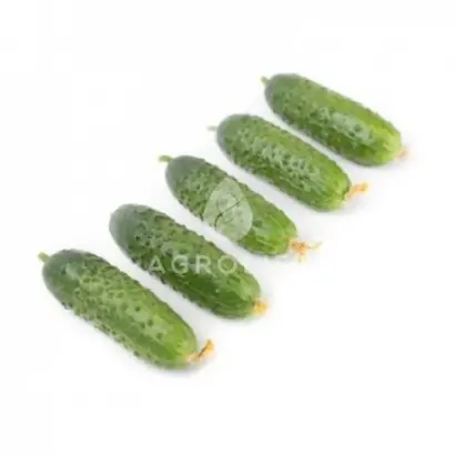 Triole / Тріоле