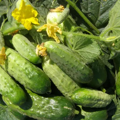 Тріумф ніжинський