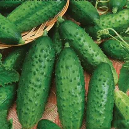 Fantasy / Фантазі