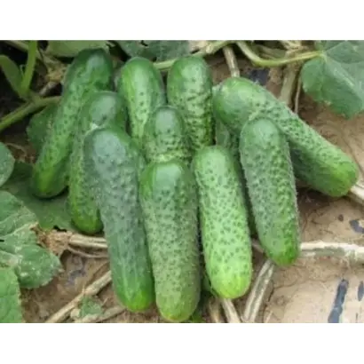 Fraser / Фрайзер