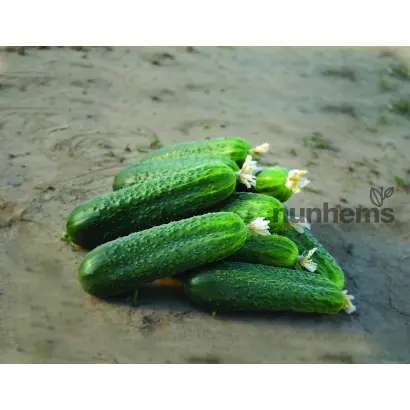 Zircon / Циркон