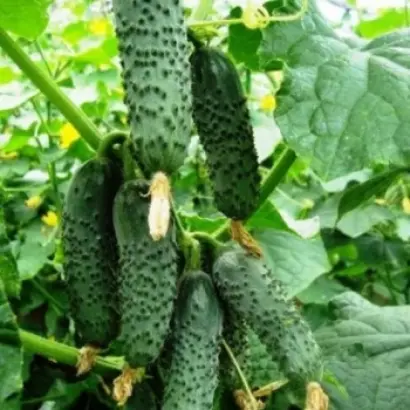 Chaikovskiy / Чайковський