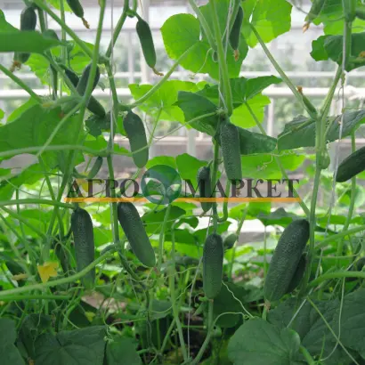 Alex F1 / Алекс F1