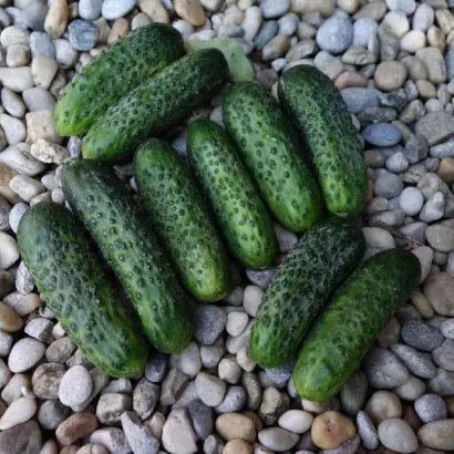 Ardia F1 / Ардія F1