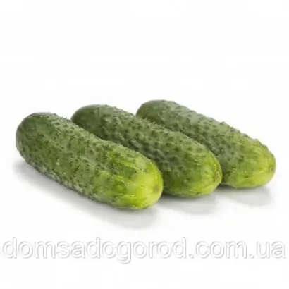 Berlioz / Берліоз