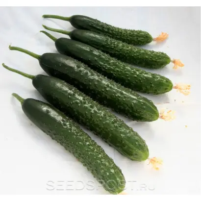 Valens / Валенс