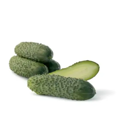 Gaydn F1 / Гайдн F1