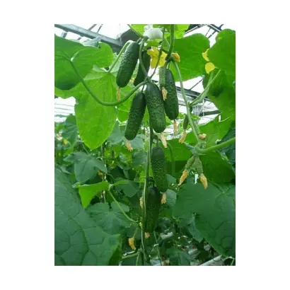 Gravina F1 / Гравіна F1