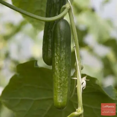 Deltastar F1 / Дельтастар F1