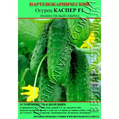 Kacper F1 / Каспер F1