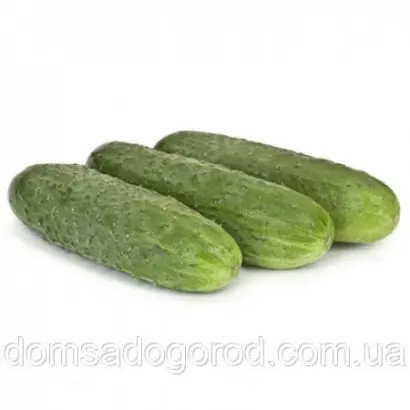 Componist F1 / Компоніст F1