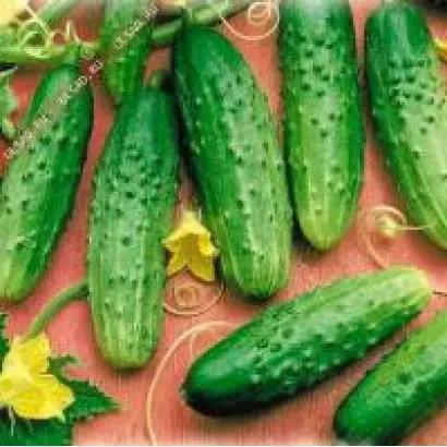 Криница F1 / Криниця F1